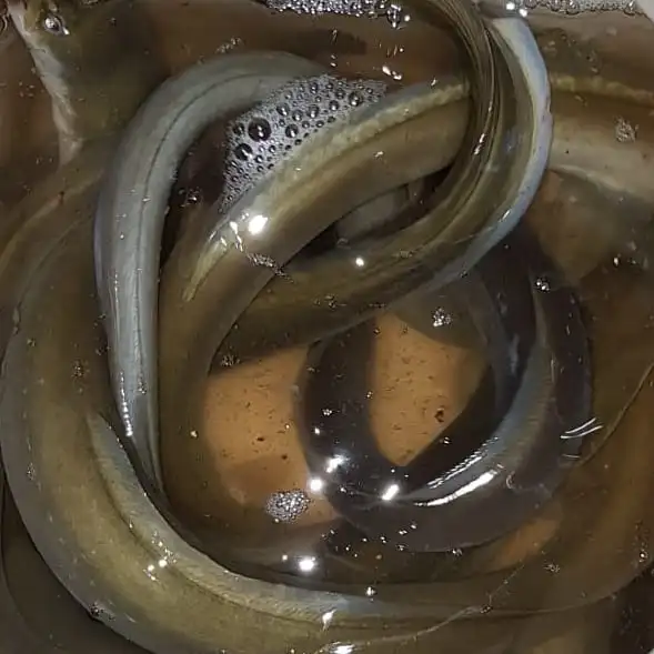 Factory Direct High Quality Frozen Eel Fish Whole Frozen Fresh Conger