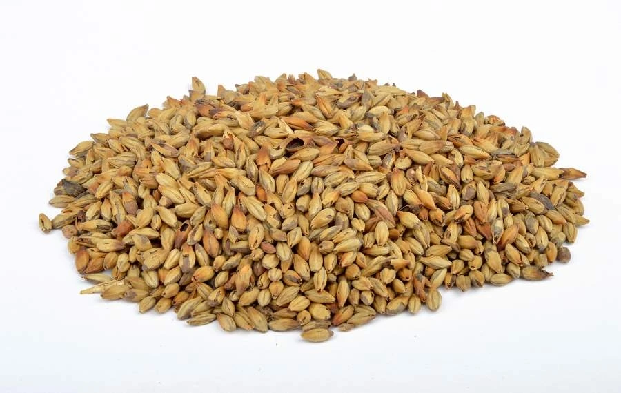 barley4.jpg