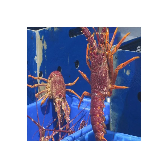 Frozen Rock Lobster / Frozen Lobster Tail / Fresh Live Lobster - Buy ...