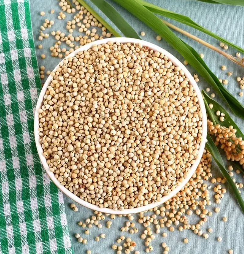 2023 Sorghum White Milo Sorghum Grains Sorghum Price Per Ton For Sale ...