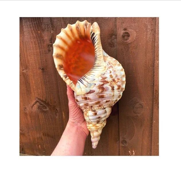 Decorating Seashell/ Trumpet Triton Shell/ Triton Conch Shell for Exporting