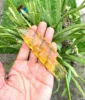 Golden Yellow