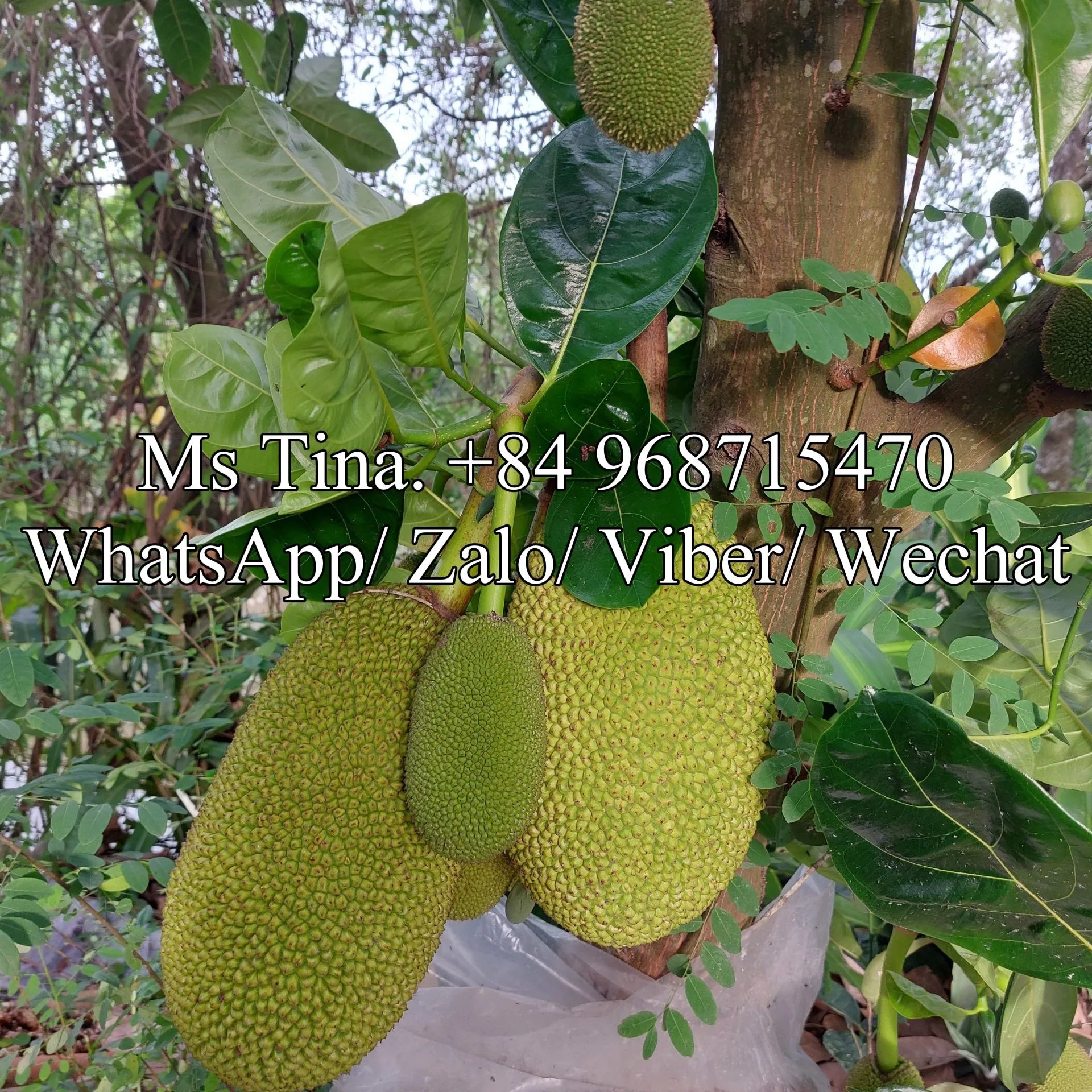 Jackfruit Red Color Indonesia From Viet Nam / Freezing Process Iqf