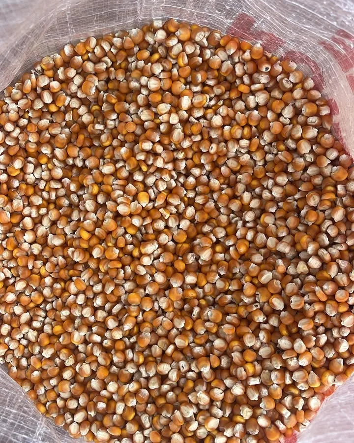 Yellow Corn for Human Consumption Non-GMO Organic Glutinous Dried with 3 Months Shelf Life-Corn Maize