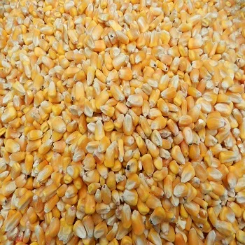 Yellow Corn / White Corn / Maize for Sale Yellow Corn Grade 1 Specification Wheat Grain for Animal Feed Grade