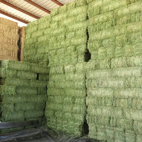 Premium Grade Quality Alfalfa And Lucerne Hay For Sale At Cheap Prices