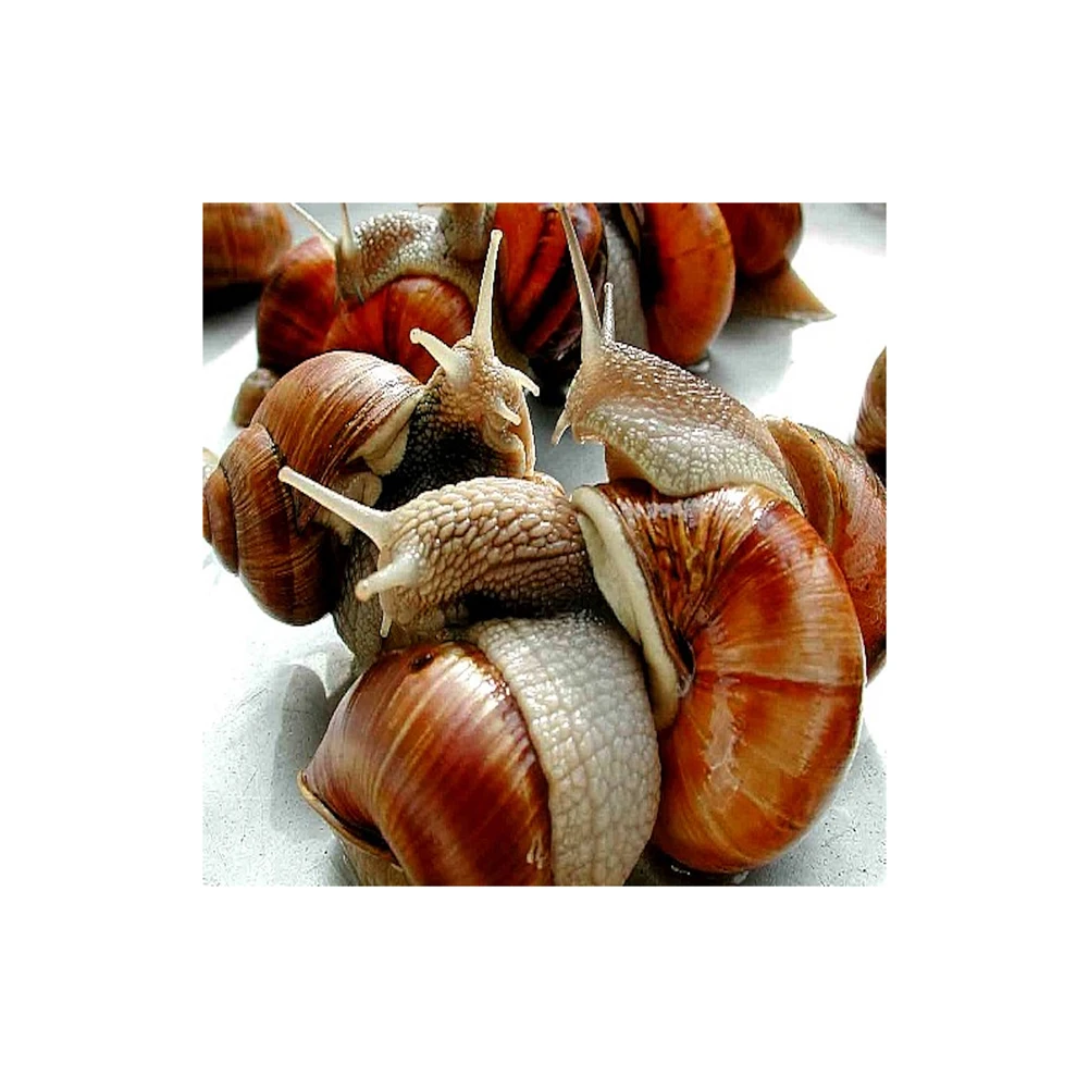 Fresh African Giant Snails/processed Alive Frozen Dried,Fresh Snails ...