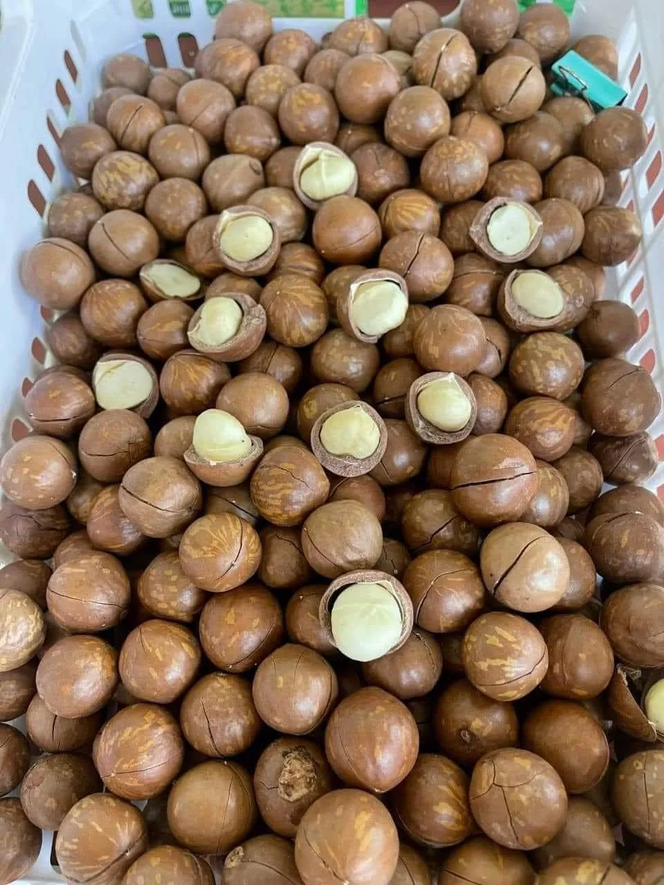 Top Export 2024 Macadamia Nut Best Price Premium Quality Buy Where To
