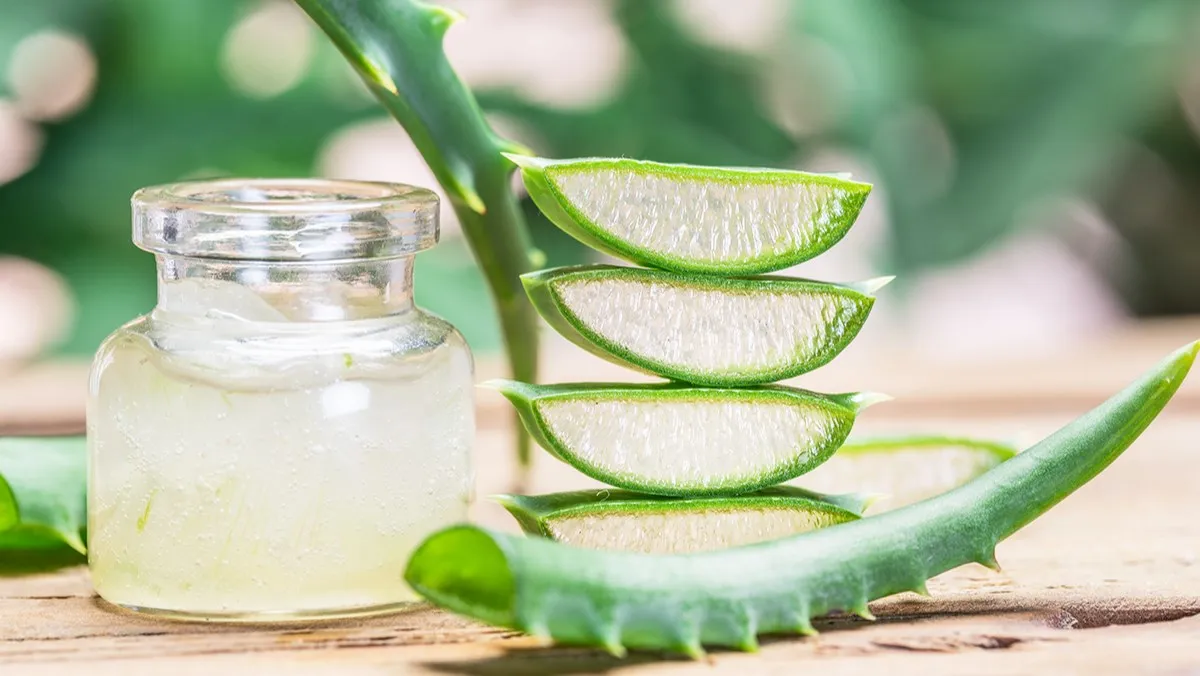 Grohandel Natrliche Reine Frische Aloe Vera Wrfel/ Aloe Vera Stcke/  Aloe Vera Fruchtfleisch fr Saftgetrnke