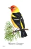 White #2014 Song Birds