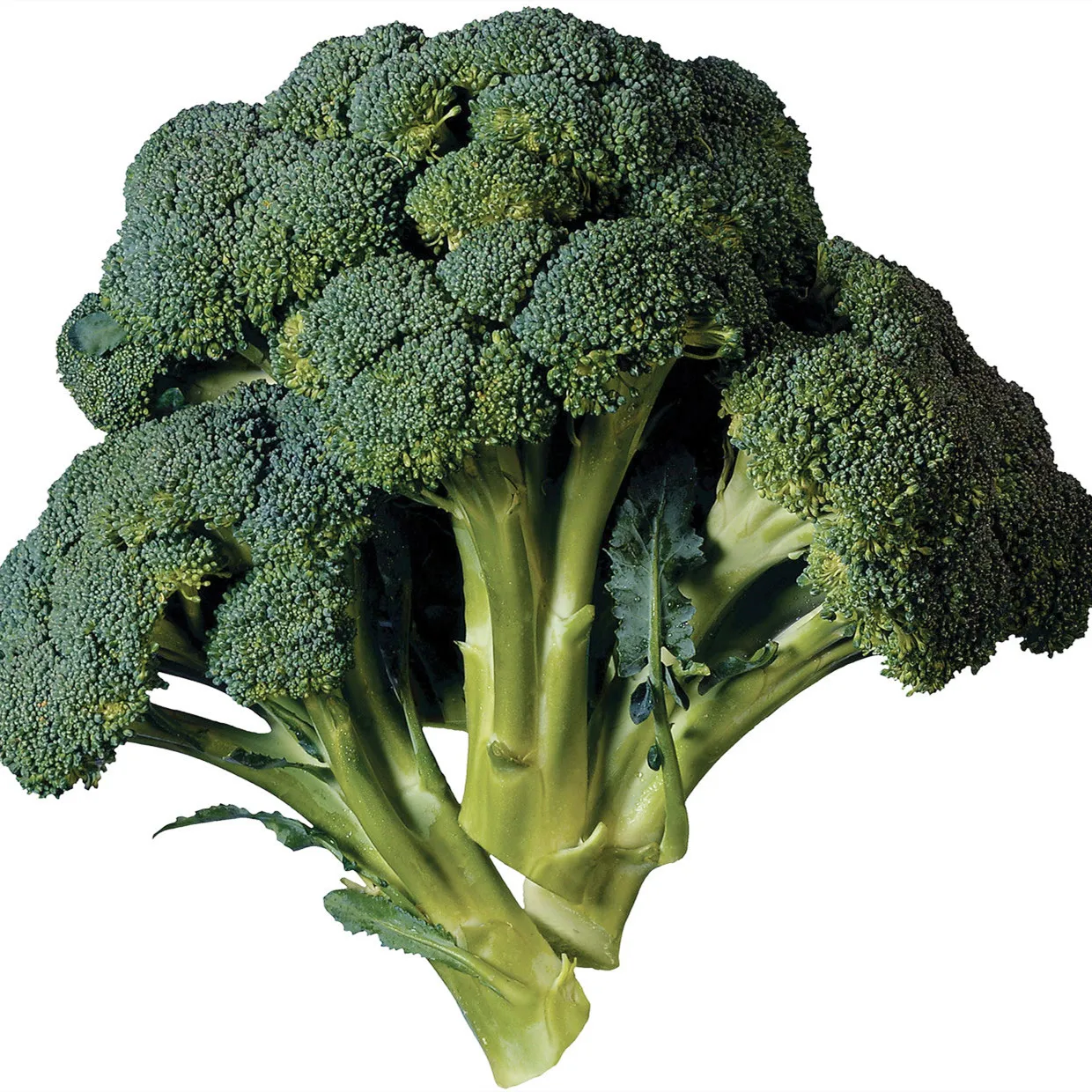 Fresh Broccoli / Wholesale Broccoli Packaged Carefully And Quick