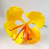 02: Amarillo