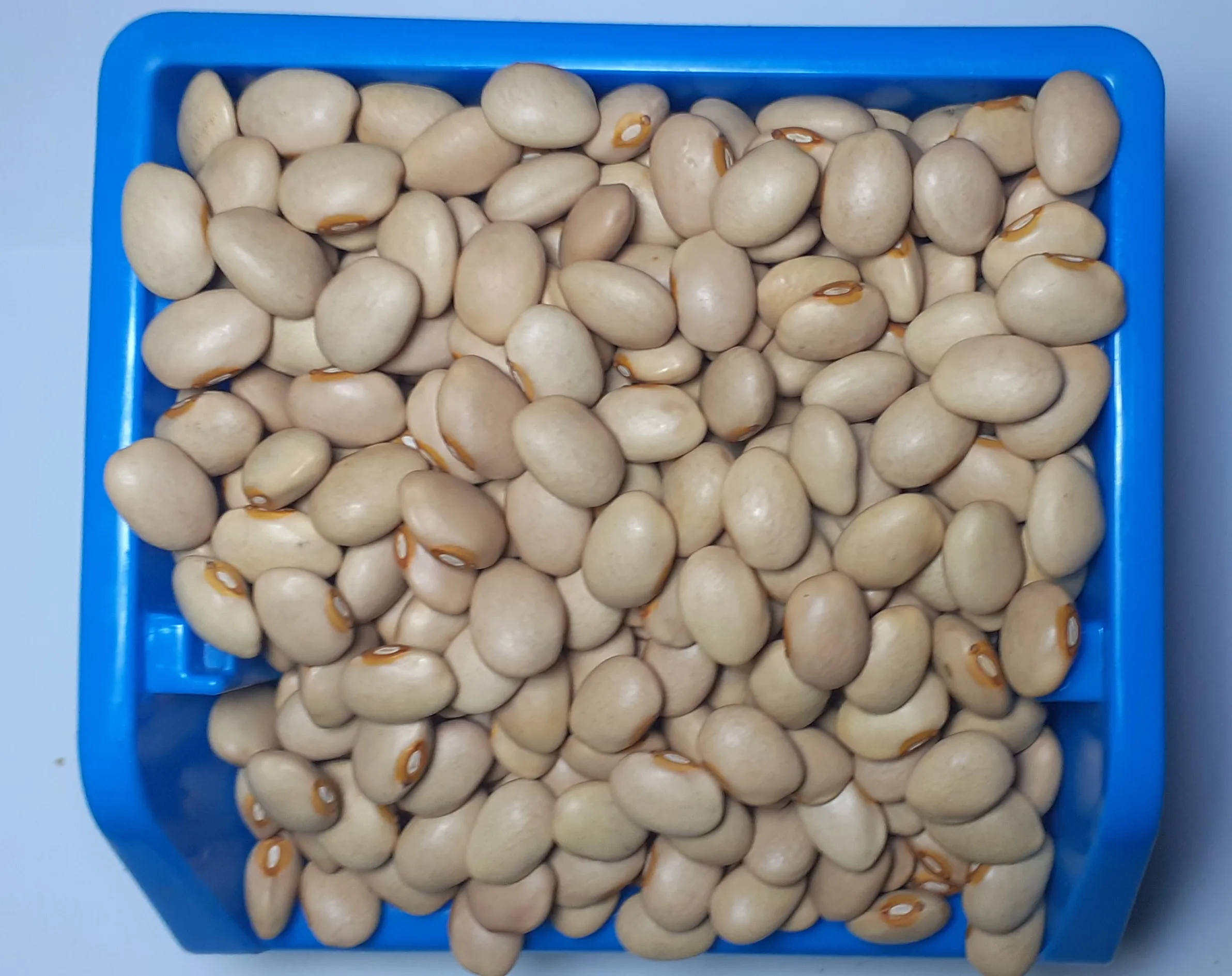 New Crop 2024 Ethiopian Cream Bean,Bright Yellowish Grains,290-320pcs ...