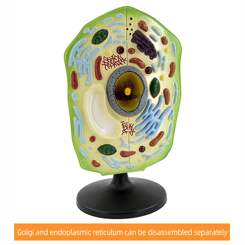 product teaching resources medical science plant cell model-7