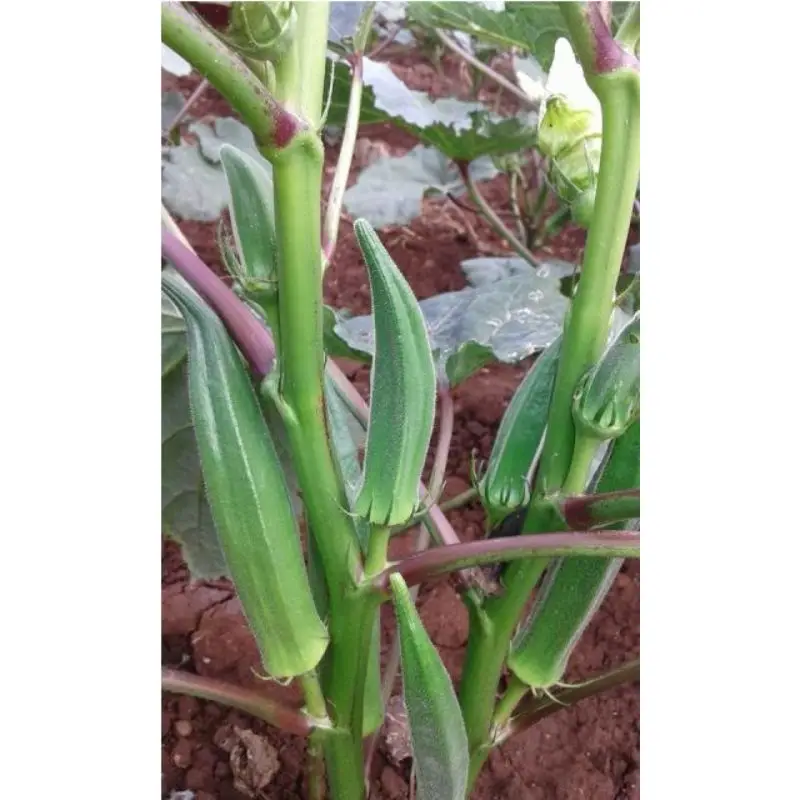 bhindi f1 hy.jpg