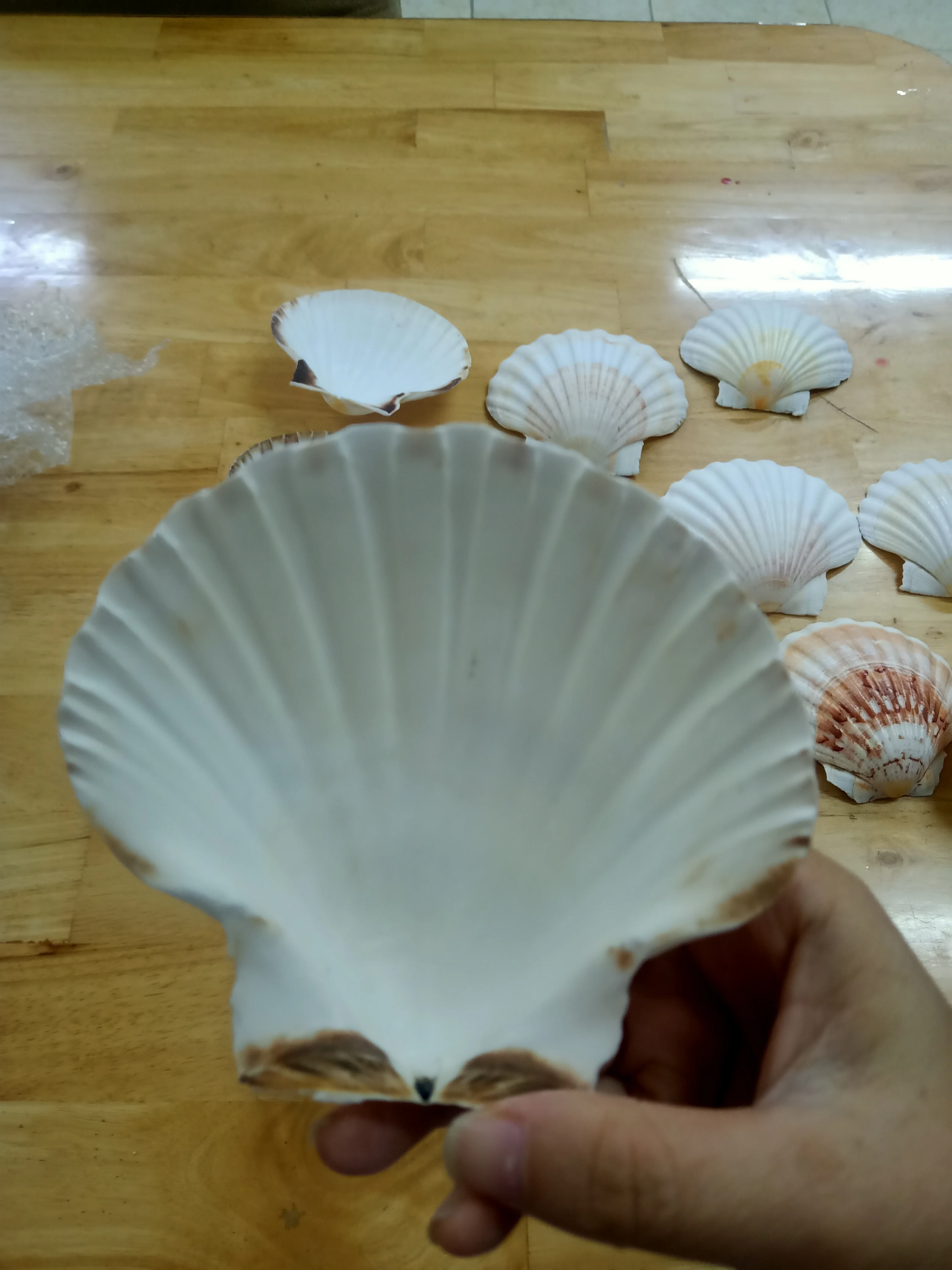 Seashell Powder Biodegradable Cosmetic Grade Calcium Empty Raw Sea Scallops Natural Scallop Shells Scallops Shell