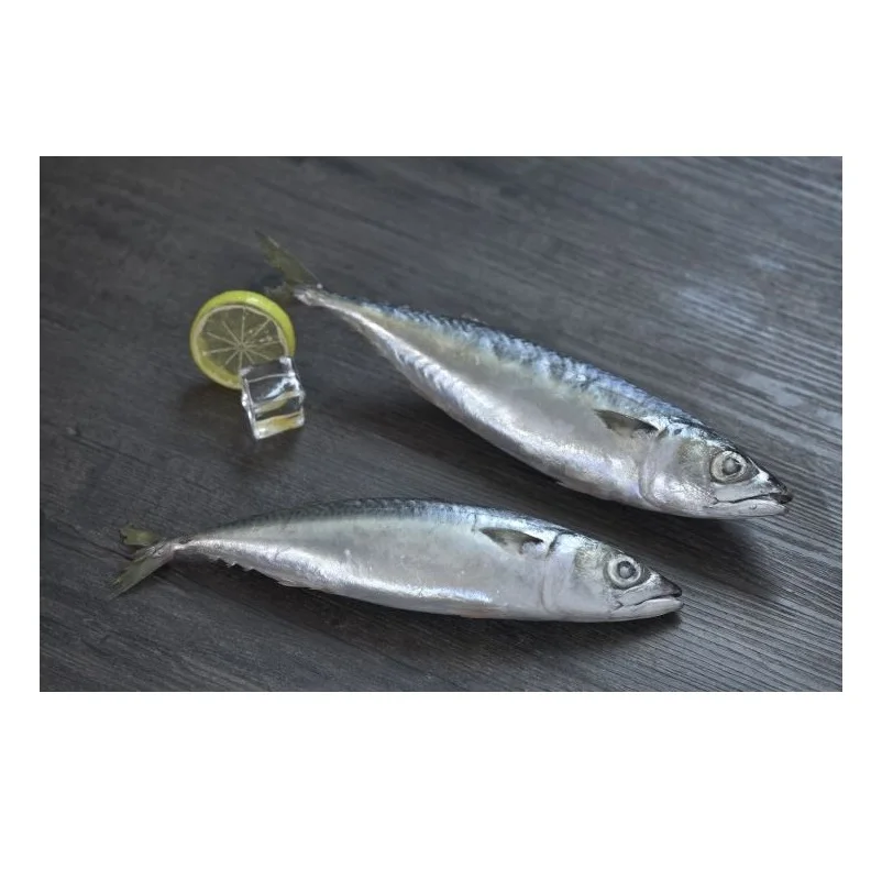 Spanish Horse Mackerel Price Fresh Catch Frozen Pacific Mackerel Fish