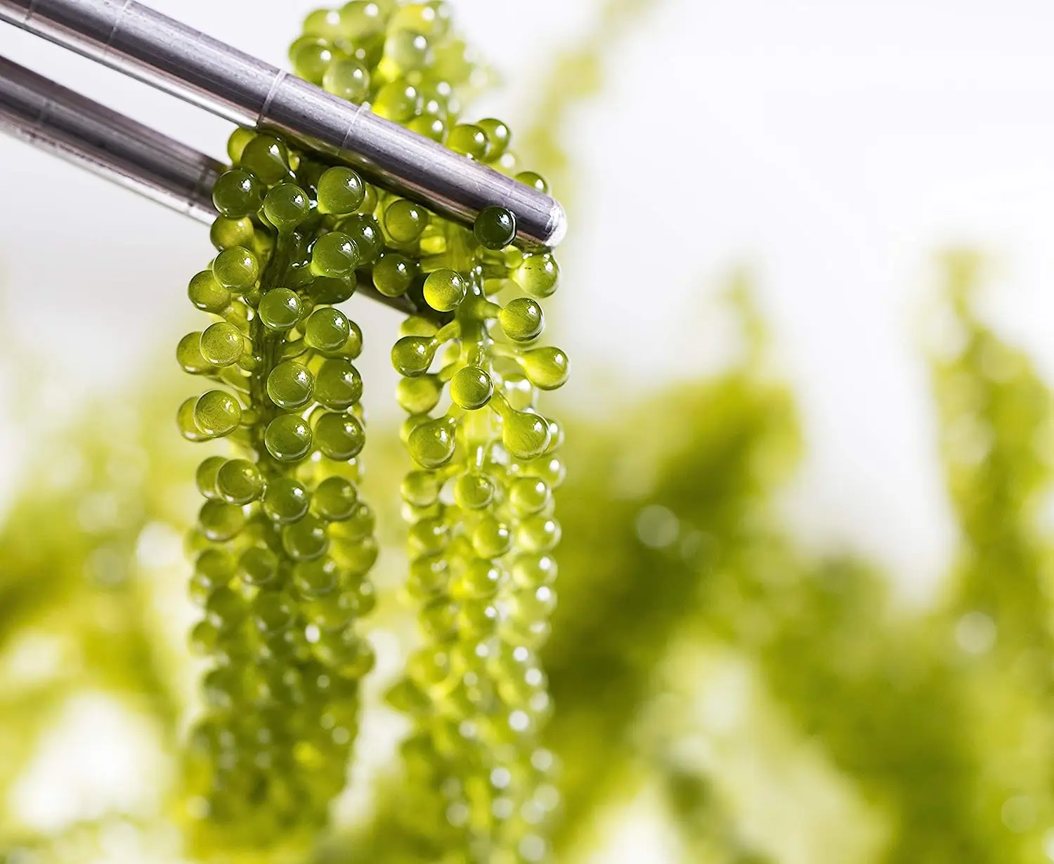 Sea Grape Extract Powder - Natural Source of Vitamins and Minerals