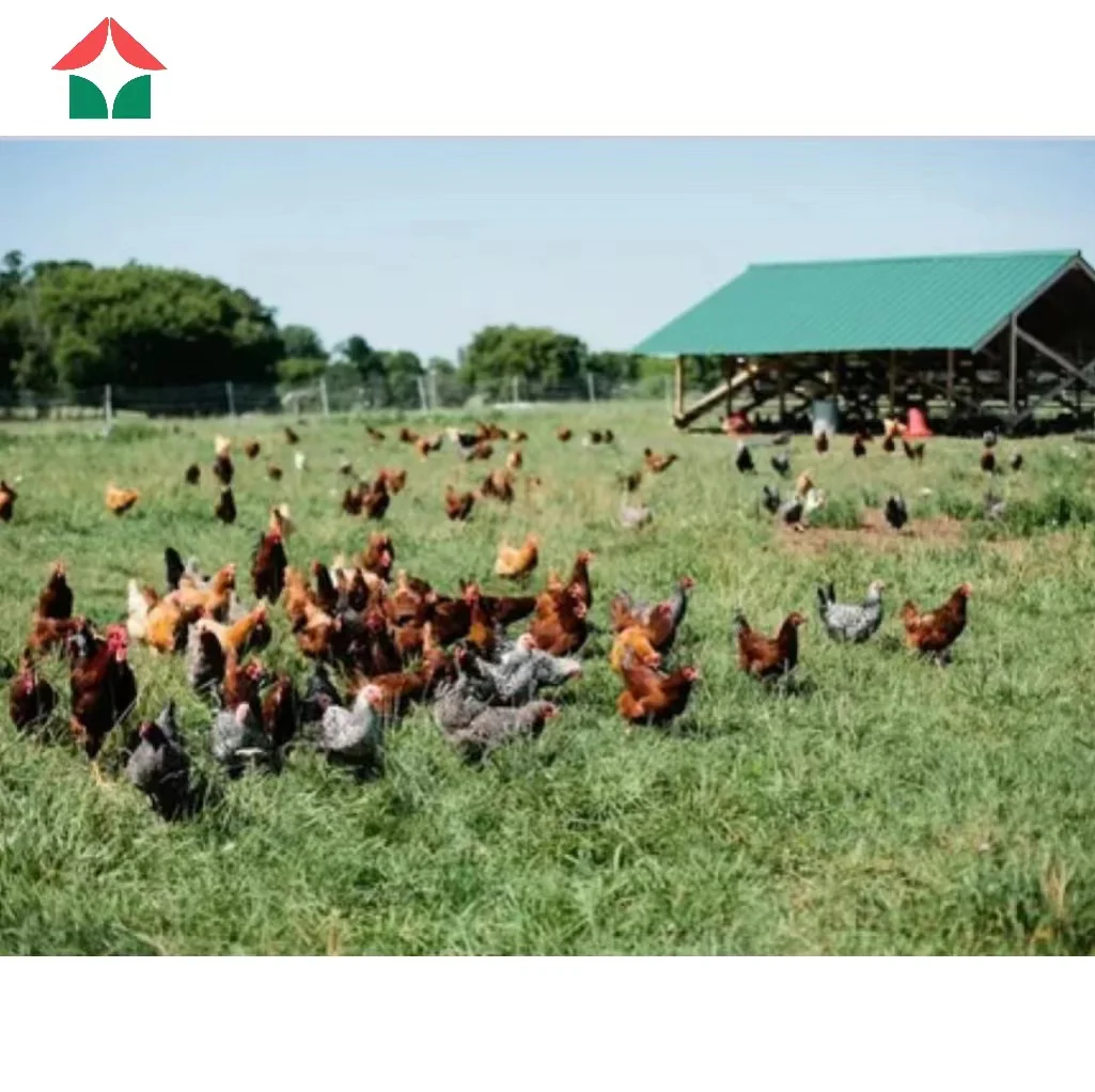 Chickens farm. Куриная ферма. Куры в поле. Ферма с курами. Куры на пастбище.