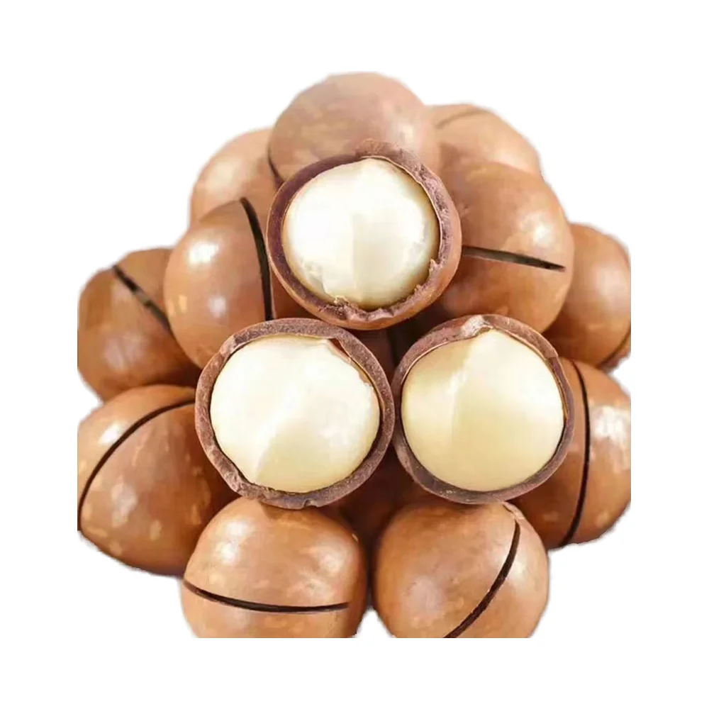 2025 New Crops Wholesale Yunnan Roasted Macadamia Nuts With Shell