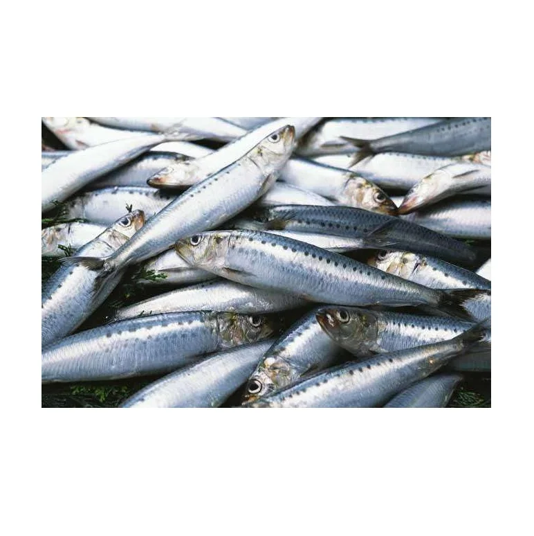 Bqf Sardines Frozen Sardine Bait Frozen Sardine Fish Buy Hot Product