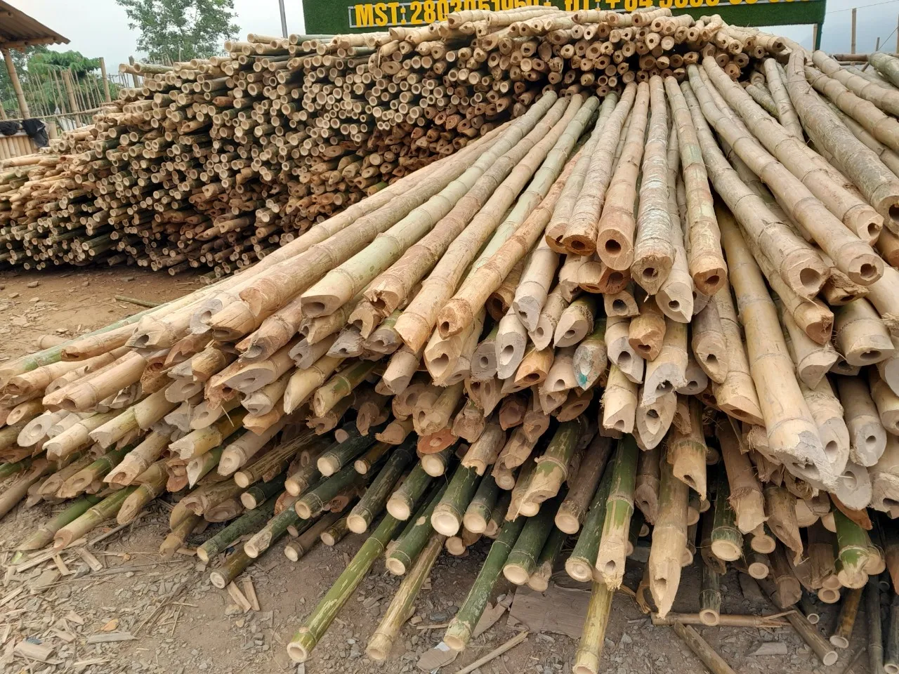 Cheap Natural Solid Bamboo Poles Bamboo Fence For Construction - Cheap ...