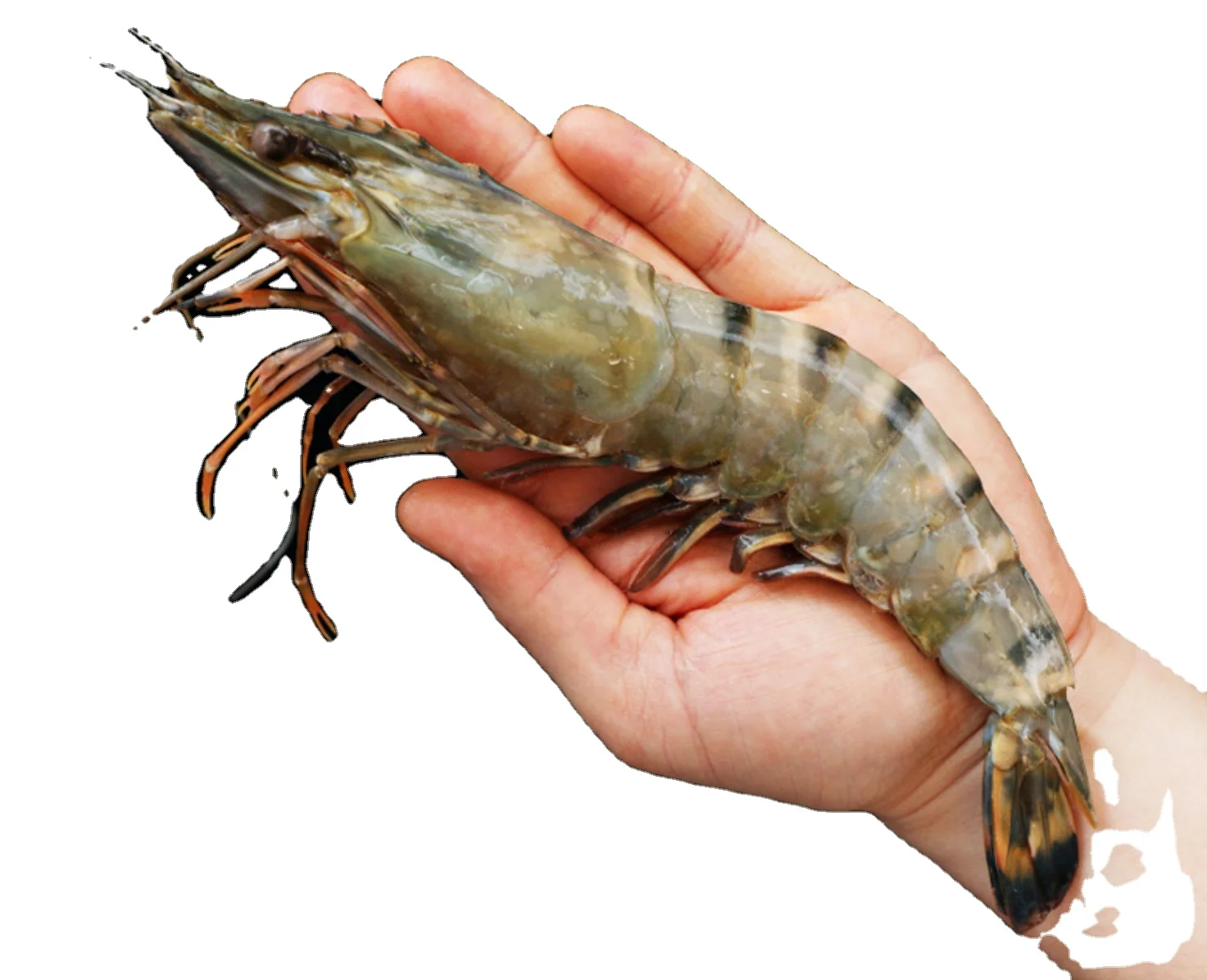 Sea Frozen Black Tiger Prawn Shrimp Buyers
