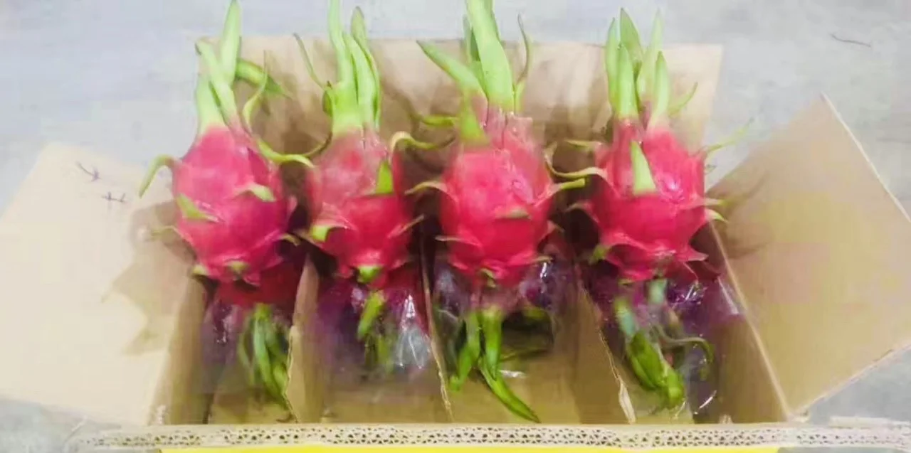 Sweet Taste Fresh Dragon Fruit From Vietnam With Standard Quality And