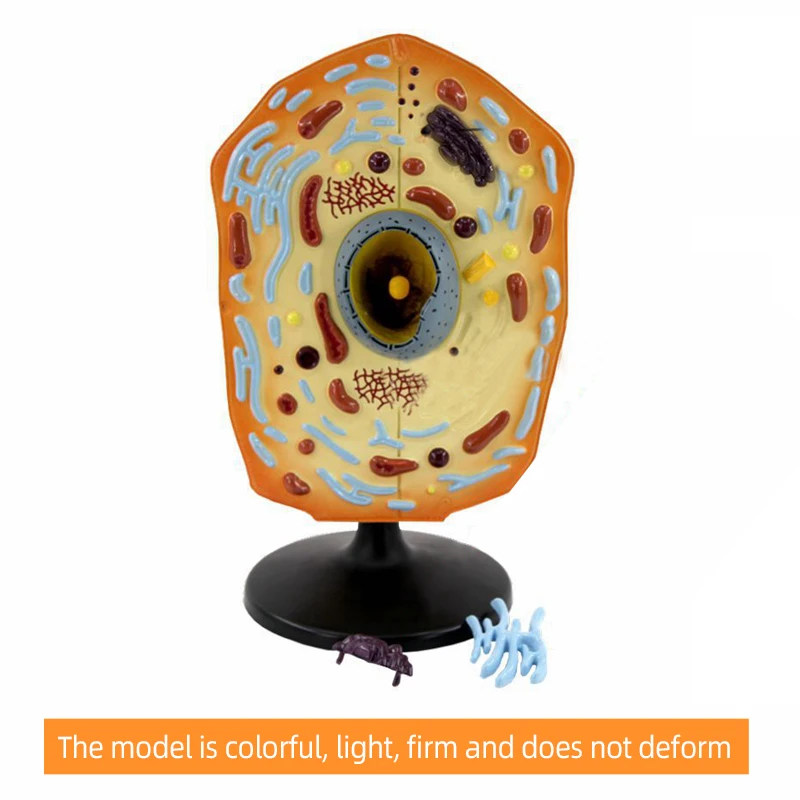 product teaching resources medical science animal cell model-8