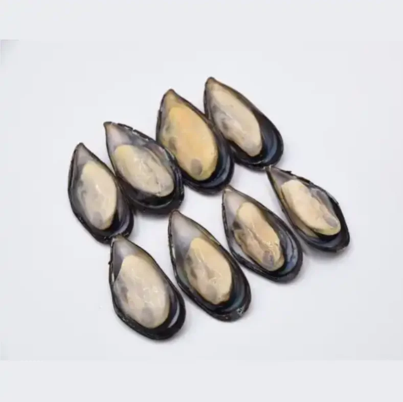 High Quality Frozen Mussels Clam Oyster Blue Mussel Scallop Shellfish Good Low Price Seafood