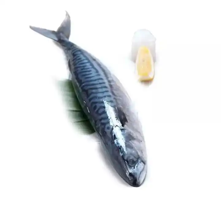 Atlantic Mackerel Shipped Directly From Europe Caballa Maquereau