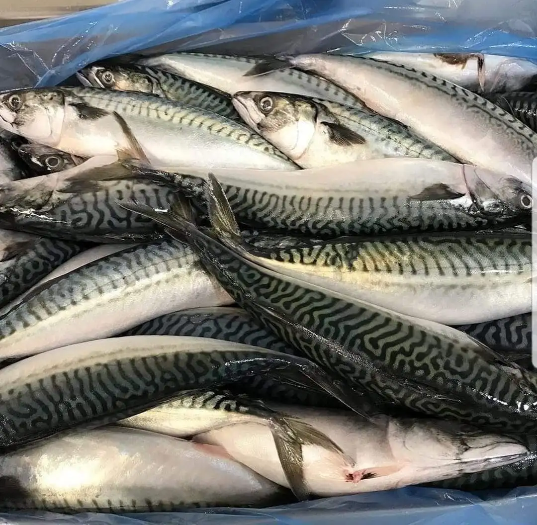 Mackerel Fish,Atlantic Mackerel,Frozen Mackerel,Frozen Mackerel 400