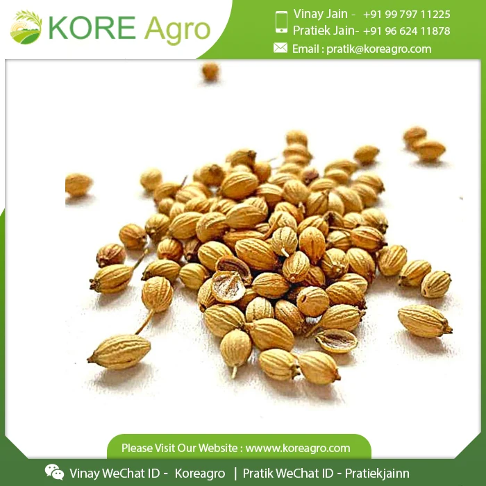 Premium Grade Coriander Seeds Best Dried Cilantro Spice Seeds Buy At