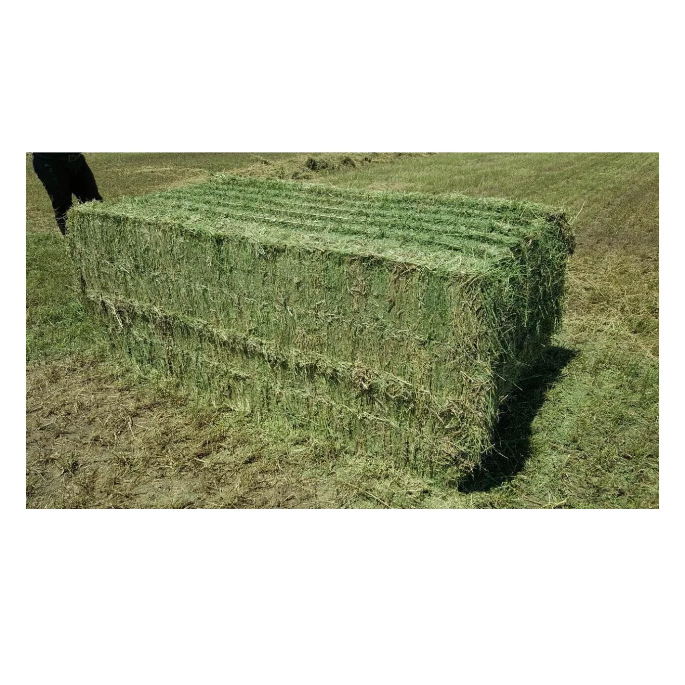 Premium Organic Alfalfa Hay/ Rhode Grass Hay / Timothy Hay Animal Feed