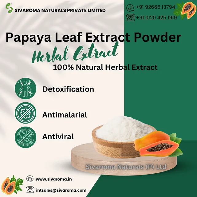 Fresh Papaya Leaves Extracted Powder 100% Natural Pure Papaya Leaf ...