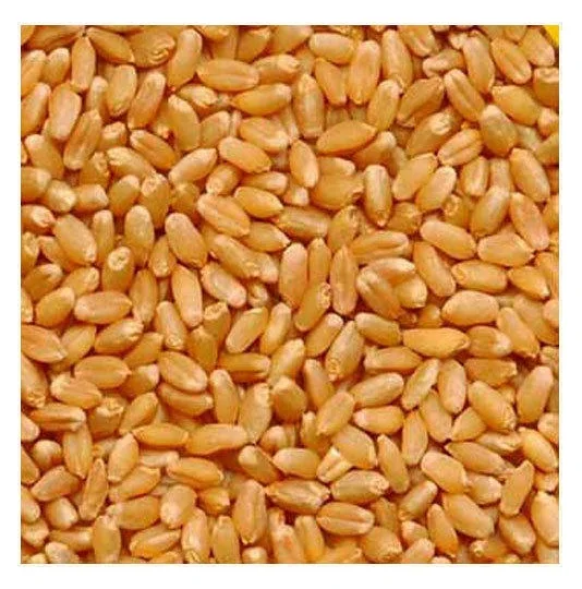 Тая Ukraina Wheat мукв. Цена пшеницы нового урожая.