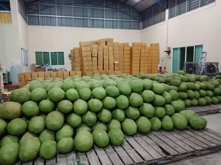 100% свежая Папайя-продукт высшего качества для продажи-конкурентоспособная цена от Вьетнама до экспортного
