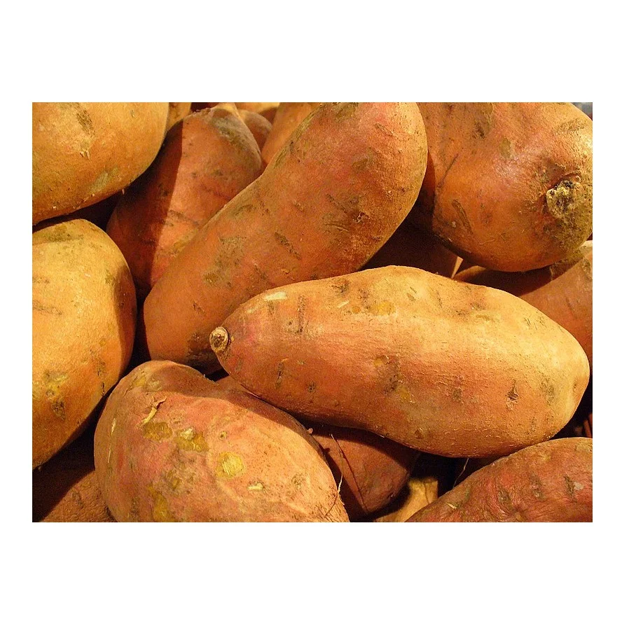 Fresh Natural White Yams For Sale Buy Fresh Natural White Yams For