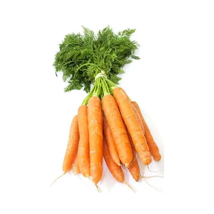 Fresh Carrots 4 Kg Wholesale Competitive Price Fresh Vegetables Carrots