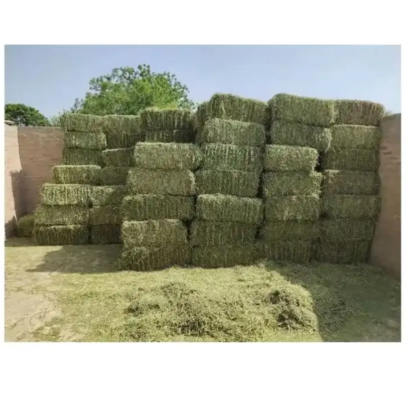 Alfalfa Hay Price Per Ton 2024 Alfalfa Hay For Animal Feed Best Price Alfalfa Hay For Animal Feeding