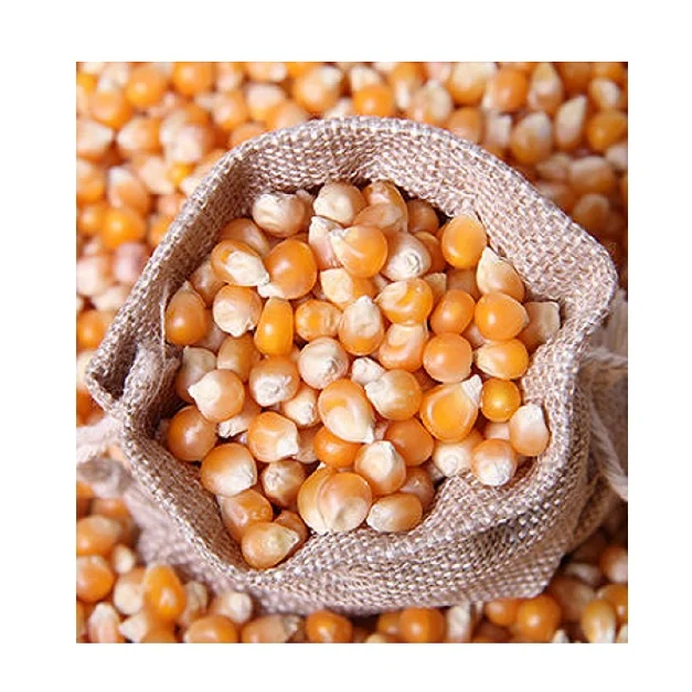 100% Natural Best Dried Yellow Sweet Corn Maize Seeds Wholesale Price Bulk Order with Customized Packing OEM Available