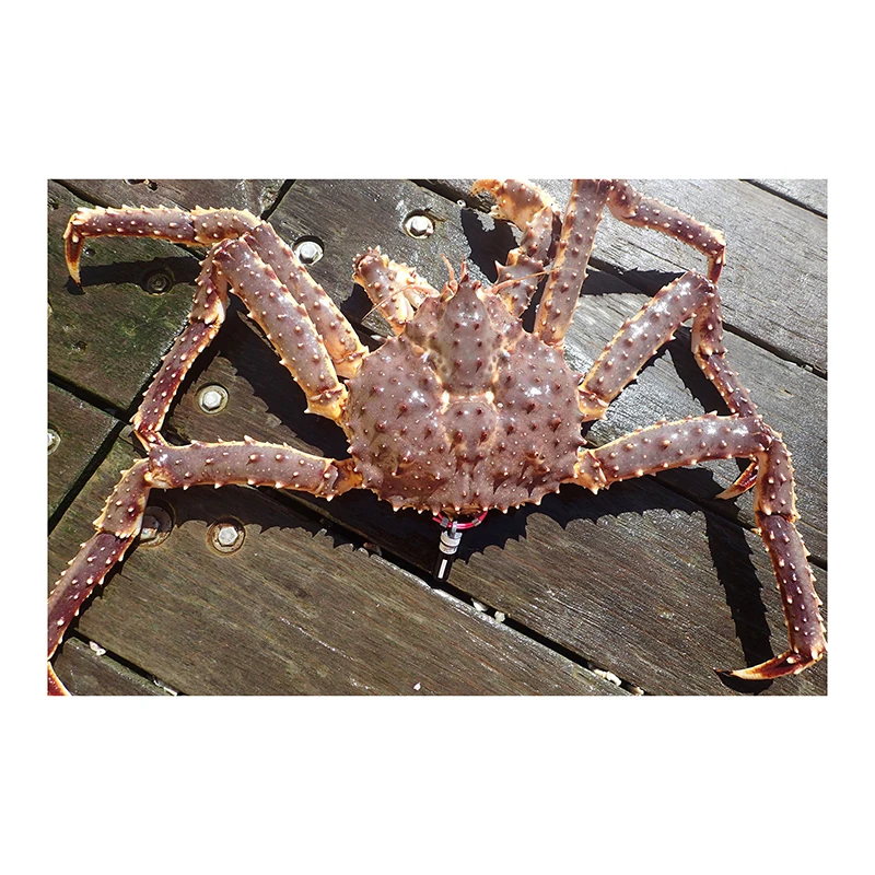 Norwegian Frozen And Live Mud Crabs Red King Crabs Soft Shell - Buy