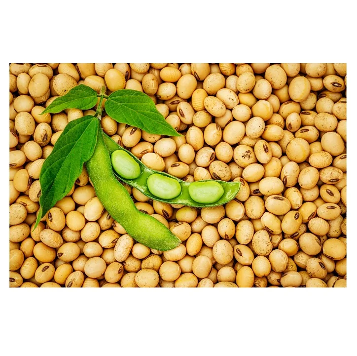 High Protein Yellow Soybean Soya Beans / Soy Bean For Sale Buy