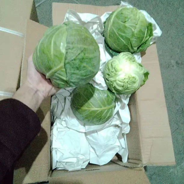 cabbage2.png