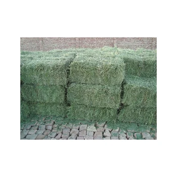 Photo inspiration: Visual Reference: Quality Alfalfa Hay Bays Alfafa Pellets Dehydrated Alfalfa Cubes