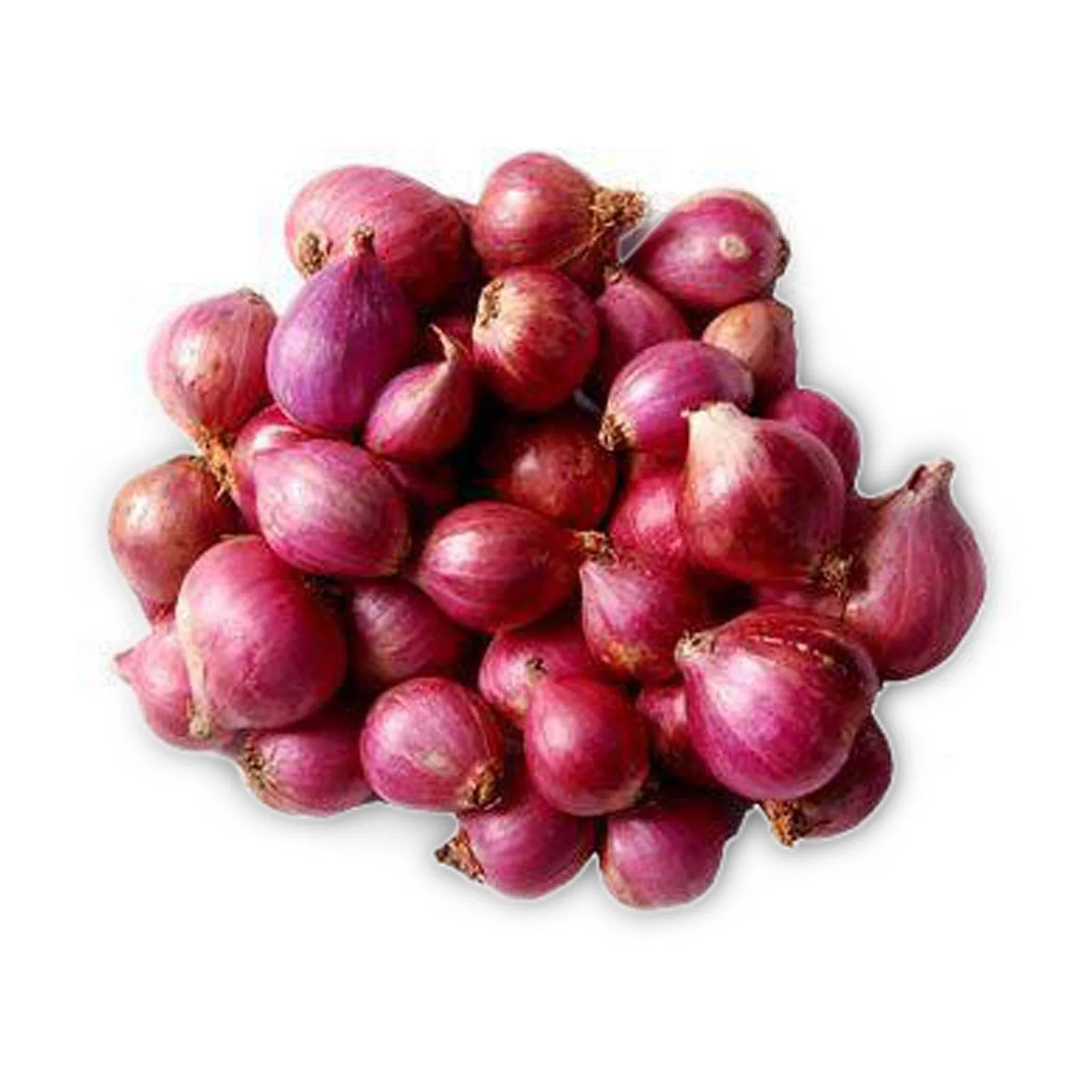 Onion Ooty