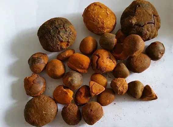 100% natural top Quality Ox Gallstones Cattle Gallstones Cow Gallstones Buy Cow Gall Stones wholesale