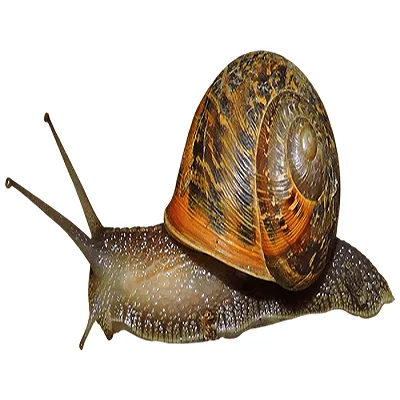 Fresh Frozen Snails,Dried African Giant Land Snails Meat - Buy Frozen ...