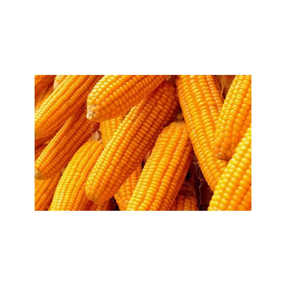 Dried Yellow Corn Grains Experienced Fresh Yellow Corn Kernel ...