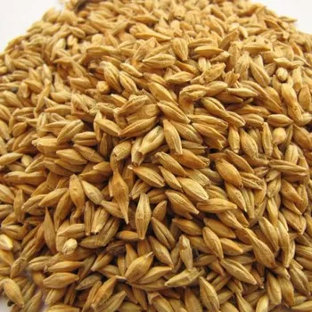 barley 10.jpg